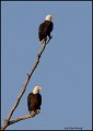 _0SB8841 american bald eagles